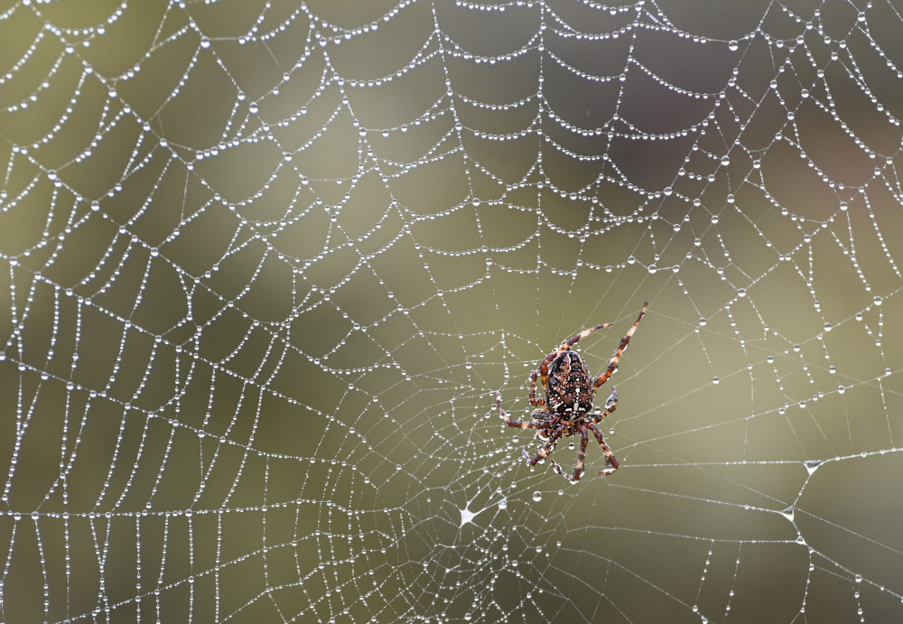 Little spider von Oana Vasileniuc