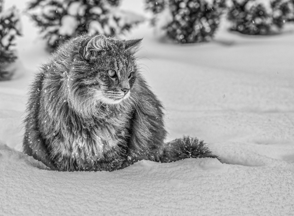 Snow time von Oana Vasileniuc