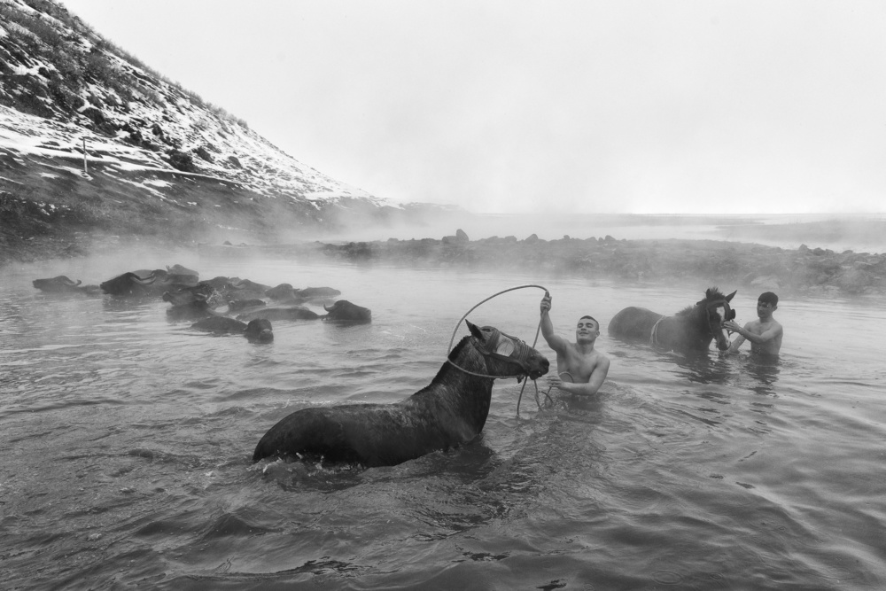 Washing the Horse von Özden Sözen