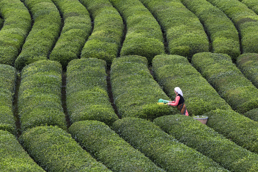 Tea Harvest von Özden Sözen