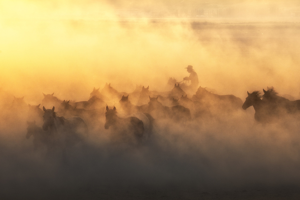 Yılkı Horses von Özden Sözen