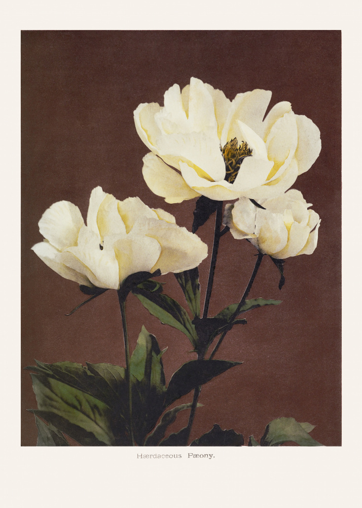 Hærdaceous Peony von Ogawa Kazumasa