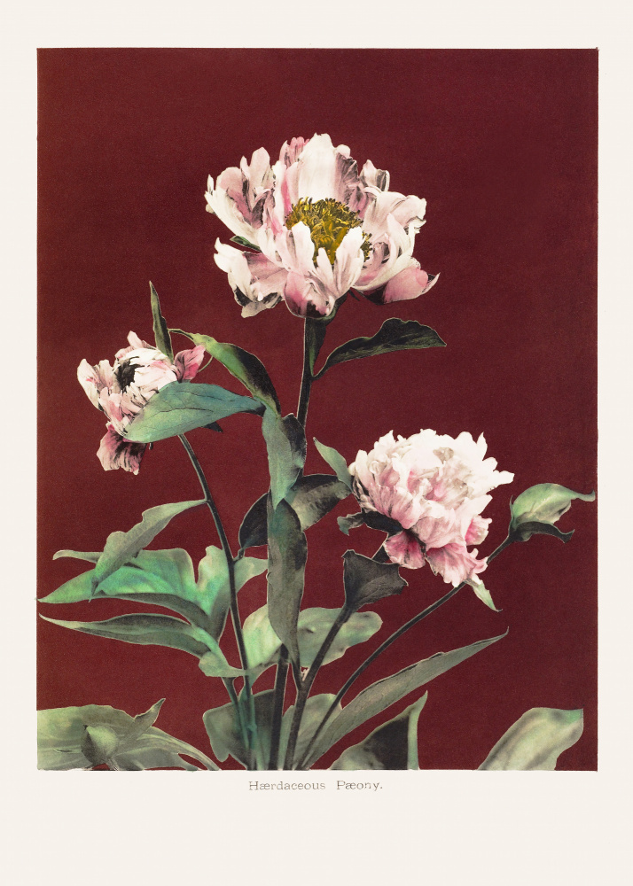 Hærdaceous Peony no2 von Ogawa Kazumasa