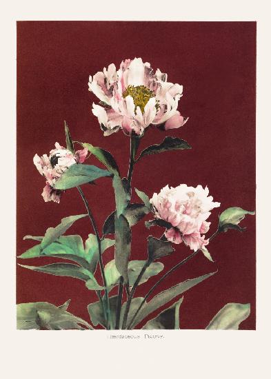 Hærdaceous Peony no2