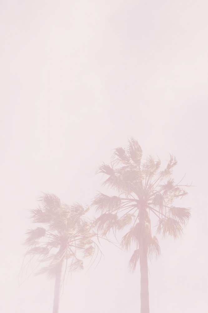 Pink Palms von Oju Design