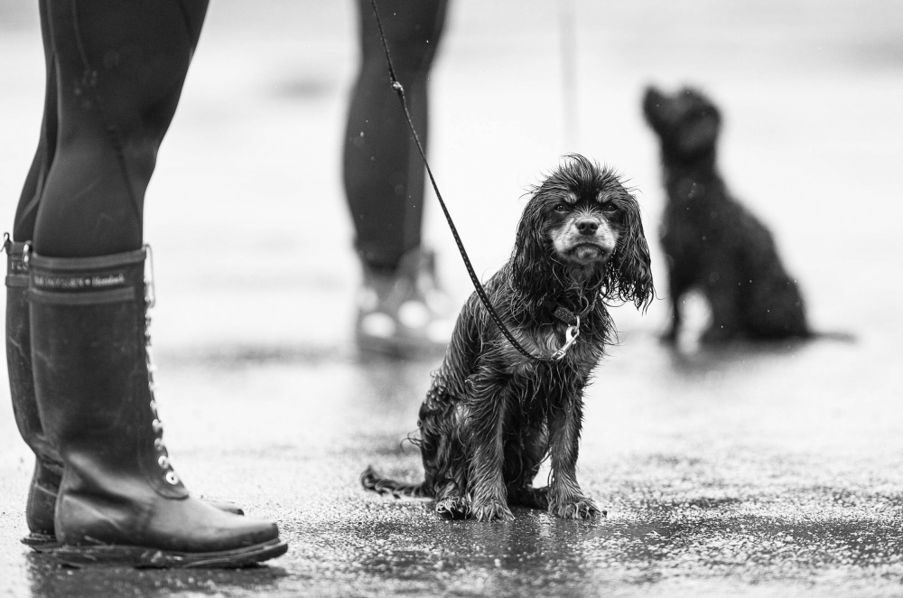 Its raining... von Ole Walter Sundlo