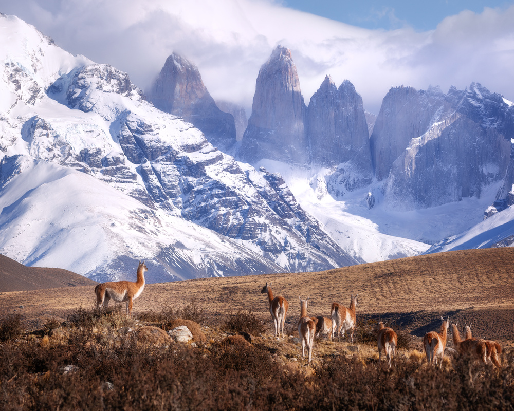 Guanakos in Patagonia von Oleg Rest