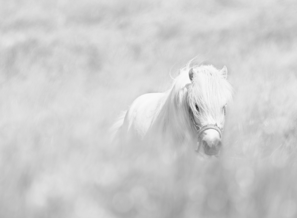 White horse von Oles Paritskiy