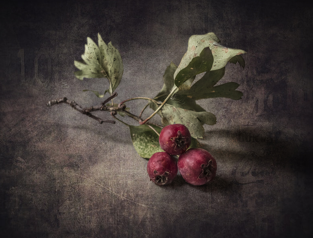 Sprig of hawthorn von Olga Aleksandrovna