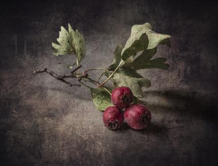 Sprig of hawthorn