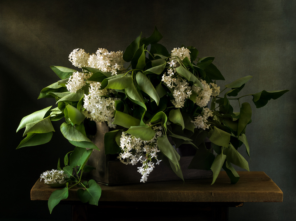 White lilac von Olga Aleksandrovna