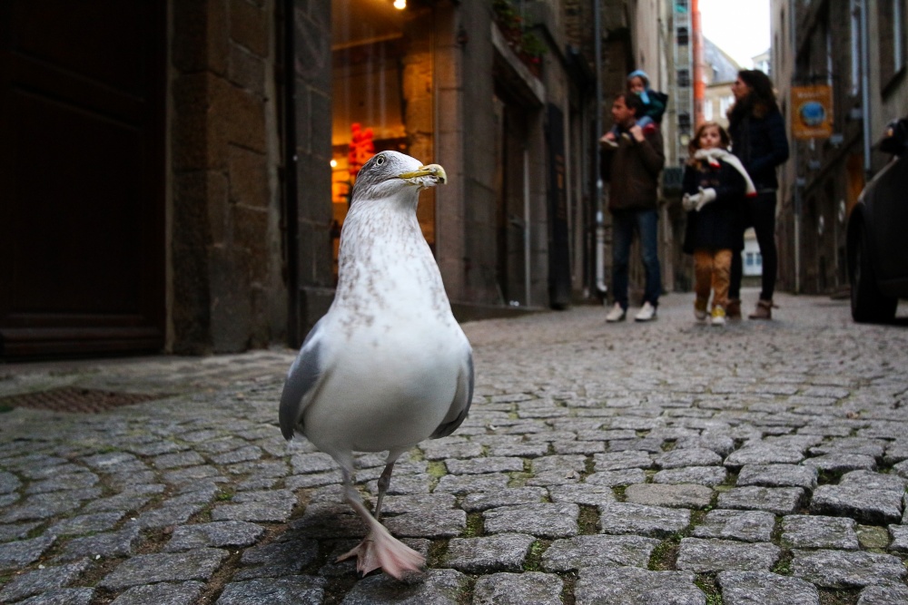 Dancing seagull in Saint-Malo von Olivier Ortelpa