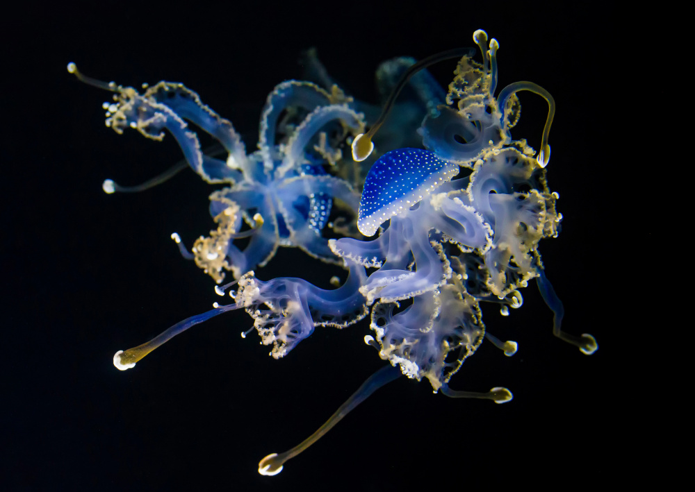 Magic jelly fish von Olivier Schram