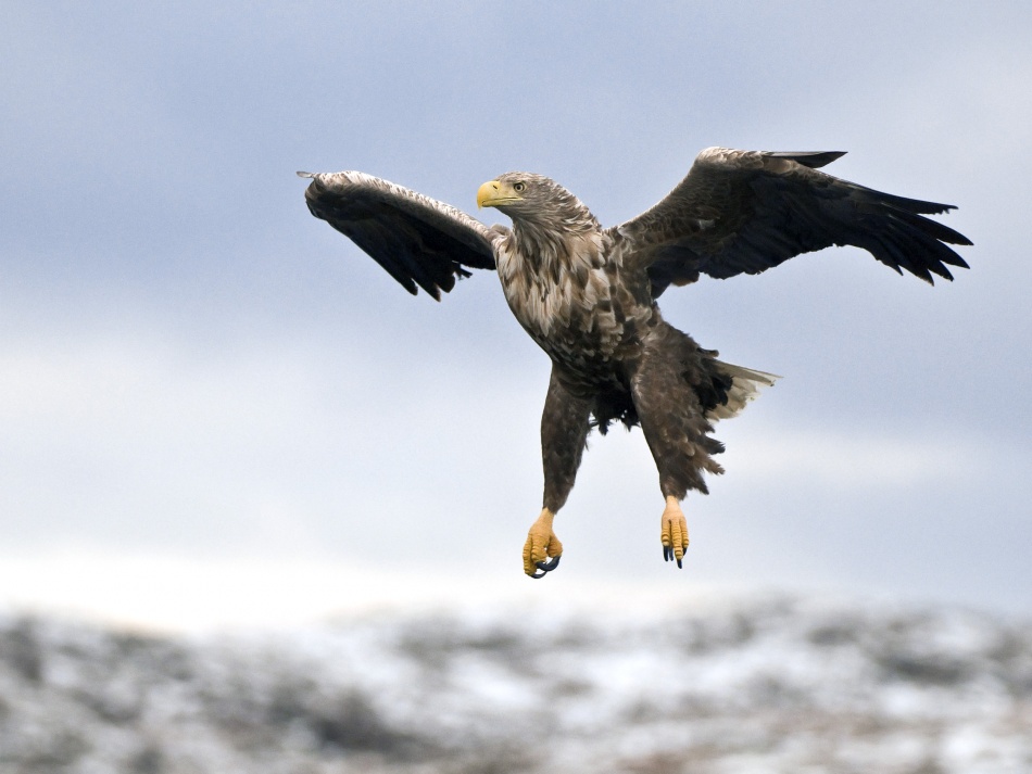 Prepare for landing von Olof Petterson