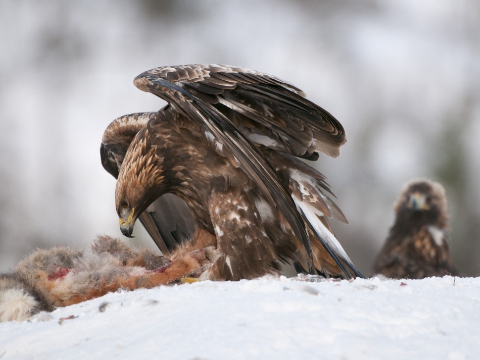 Guarding von Olof Petterson