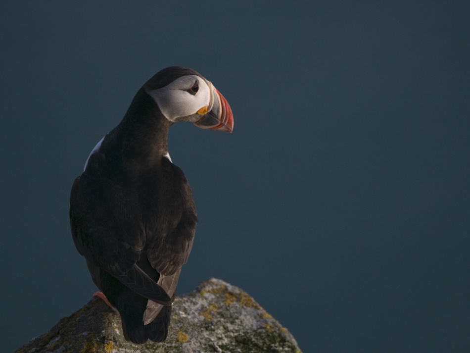 Puffin on the lookout von Olof Petterson