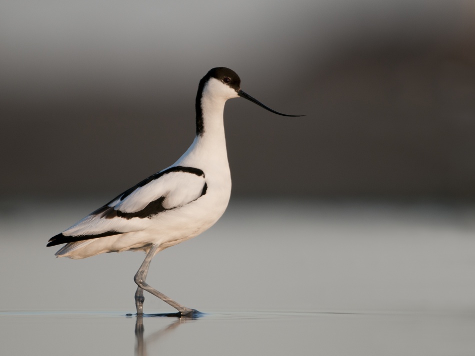 Pied Avocet von Olof Petterson