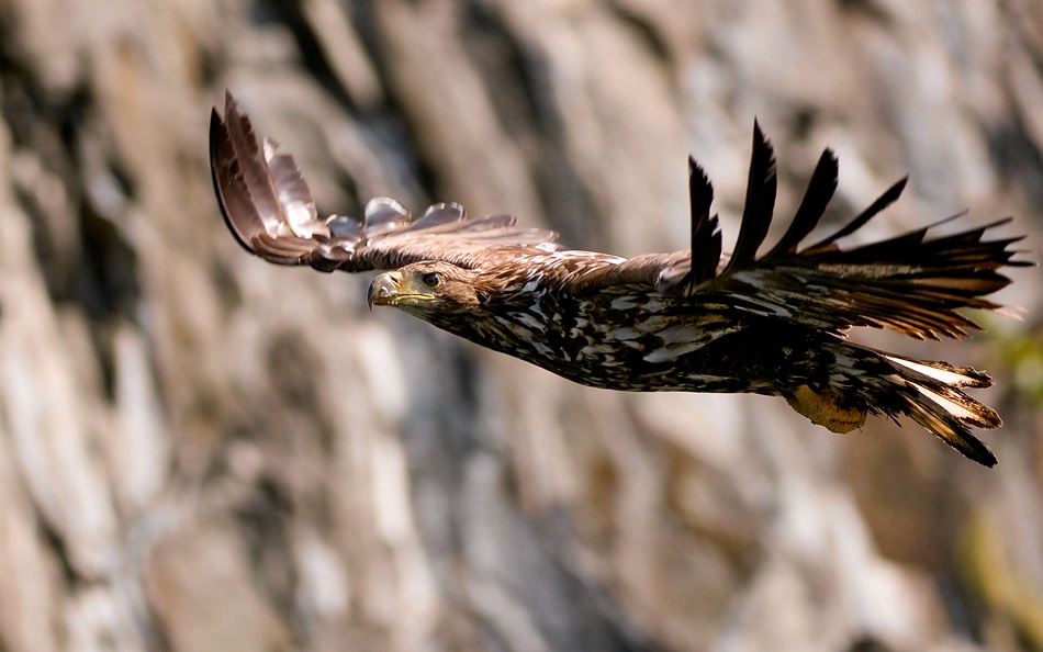 White-tailed eagle von Olof Petterson