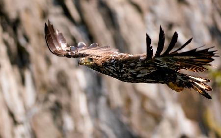 White-tailed eagle