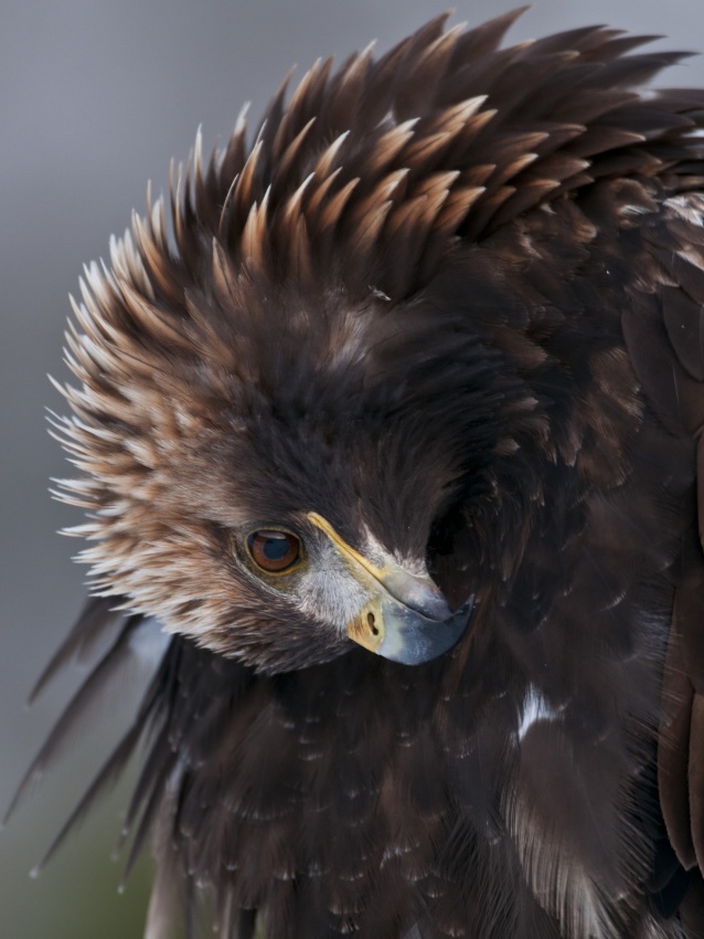 Golden Eagle von Olof Petterson