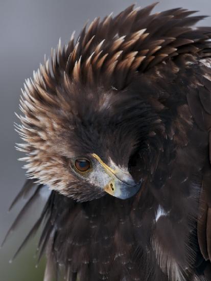 Golden Eagle