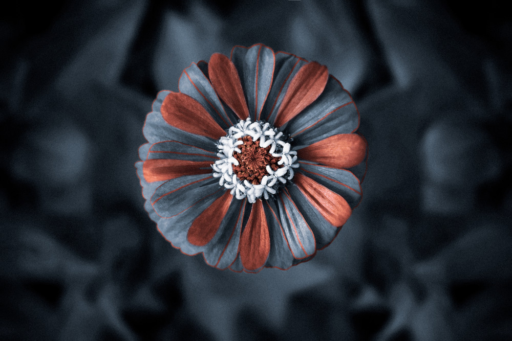 strange flower von Omar Alhussein