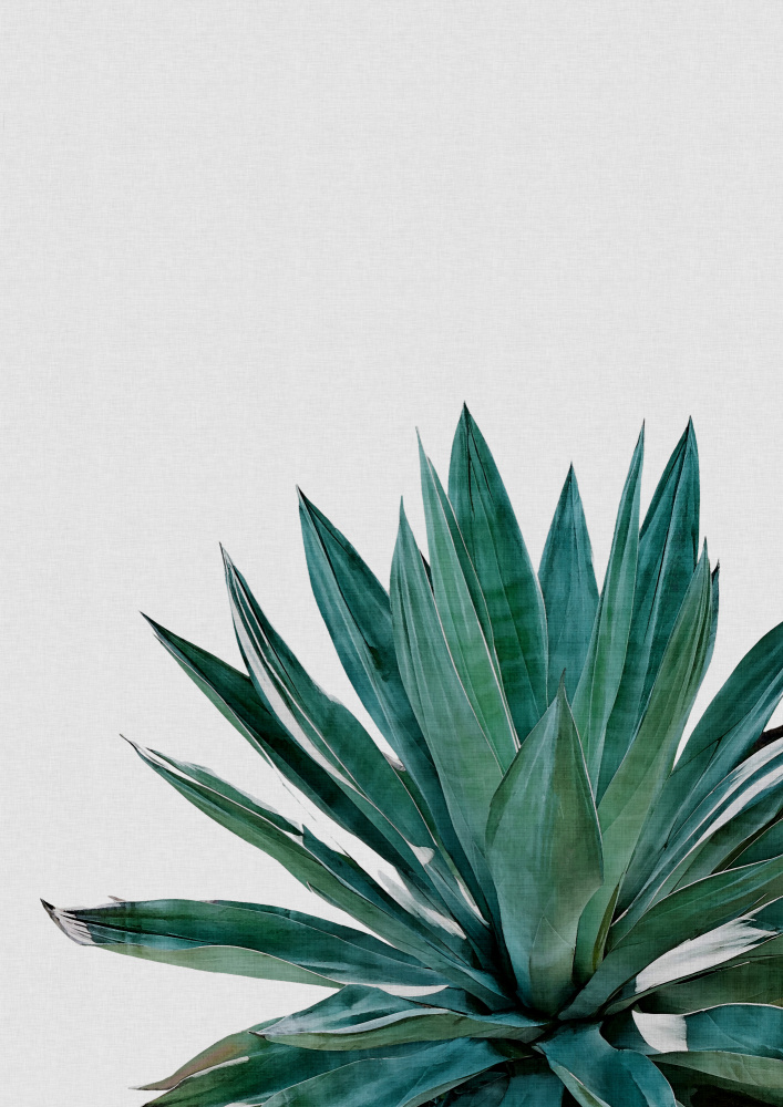 Agave Cactus von Orara Studio