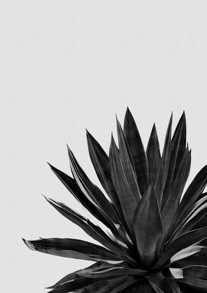 Agave Cactus Black & White von Orara Studio