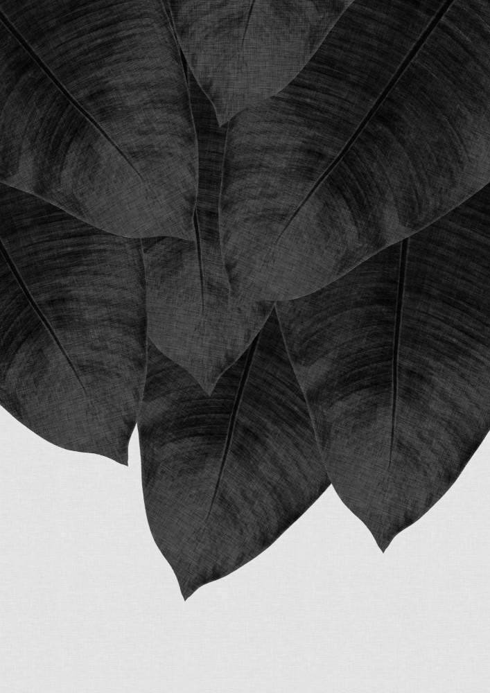 Banana Leaf Black &amp; White III von Orara Studio