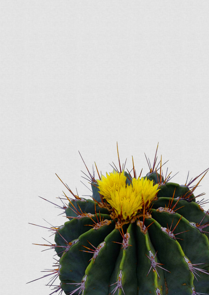 Flower Cactus von Orara Studio