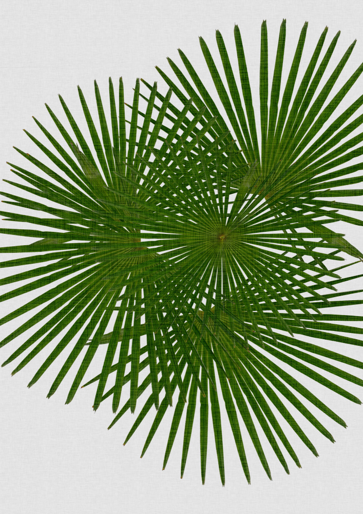 Fan Palm von Orara Studio