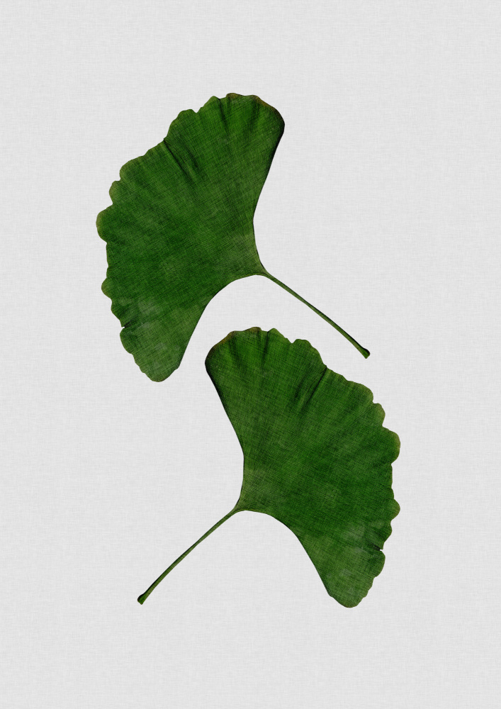 Ginkgo Leaf II von Orara Studio