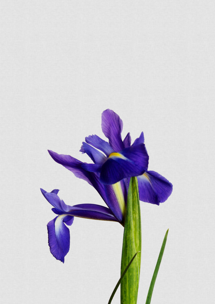 Iris Still Life von Orara Studio