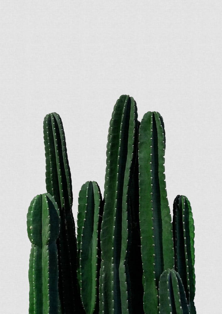 Cactus I von Orara Studio