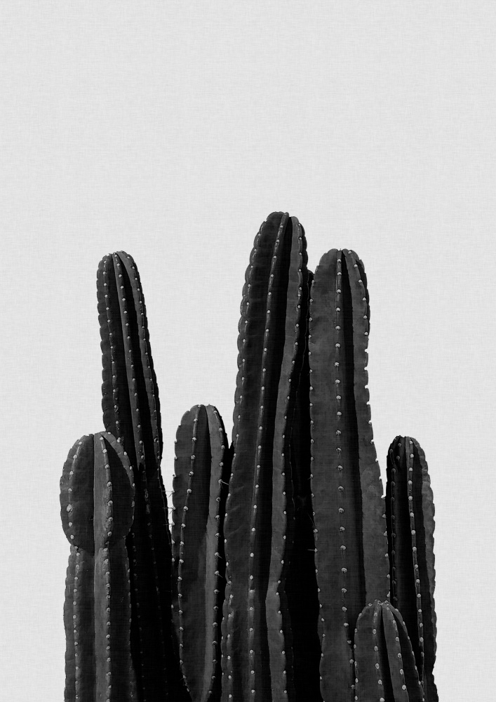 Cactus Black & White von Orara Studio