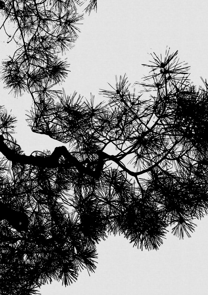 Pine Tree Black & White von Orara Studio