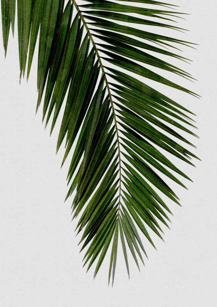 Palm Leaf I von Orara Studio