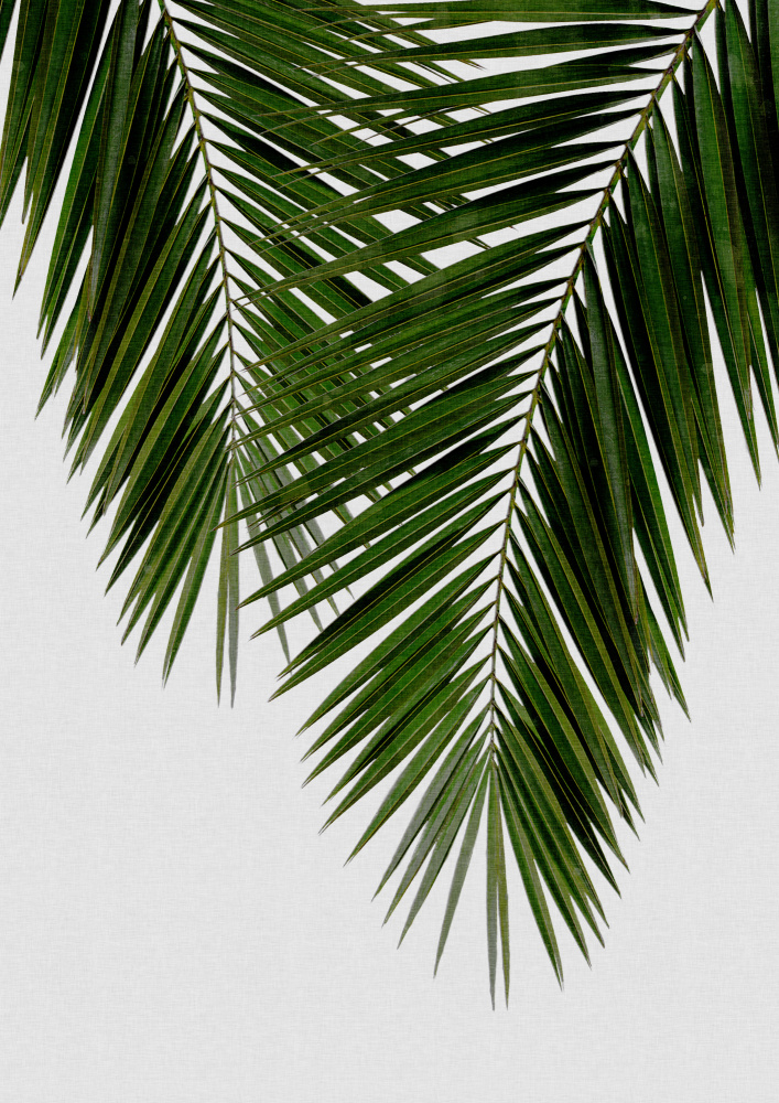 Palm Leaf II von Orara Studio