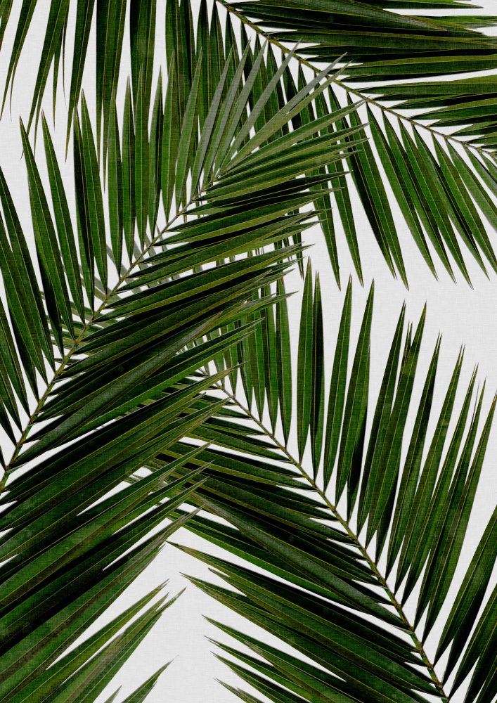 Palm Leaf III von Orara Studio