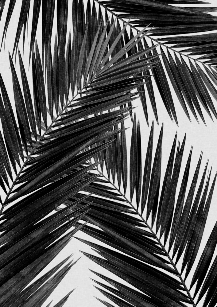 Palm Leaf Black &amp; White III von Orara Studio