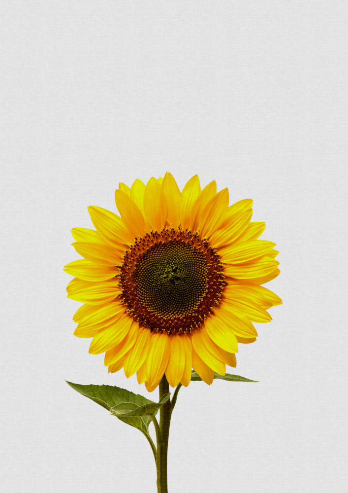 Sunflower Still Life von Orara Studio