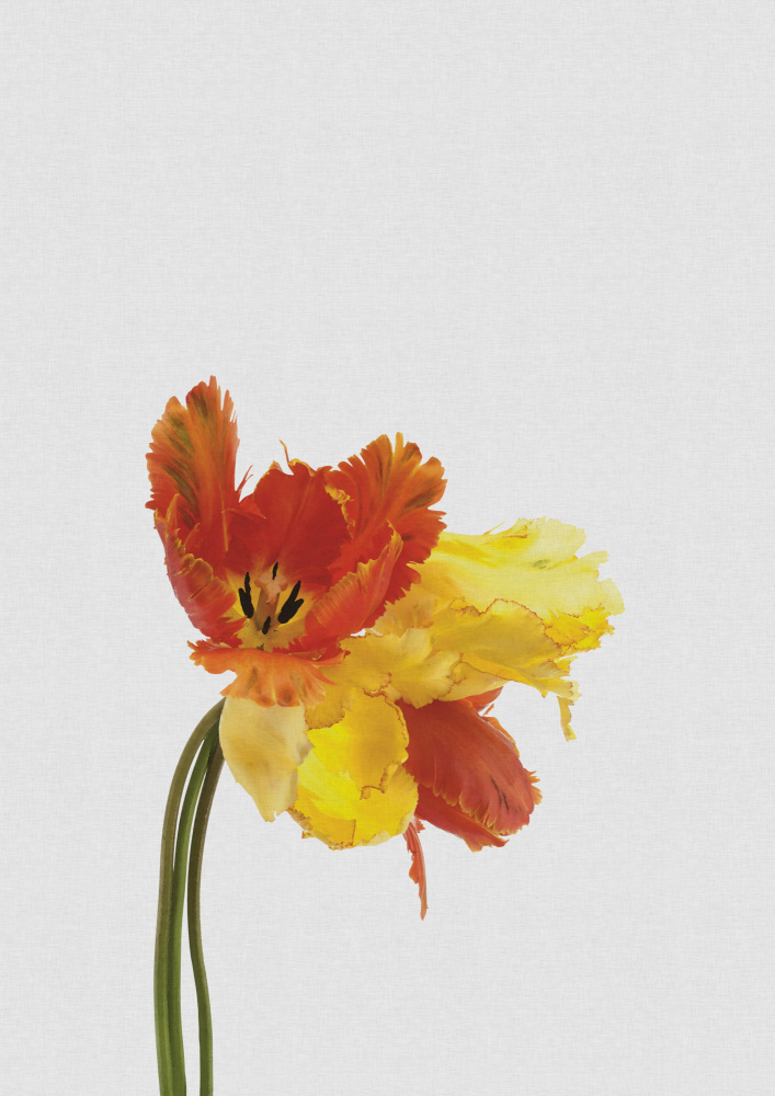 Tulip Still Life von Orara Studio