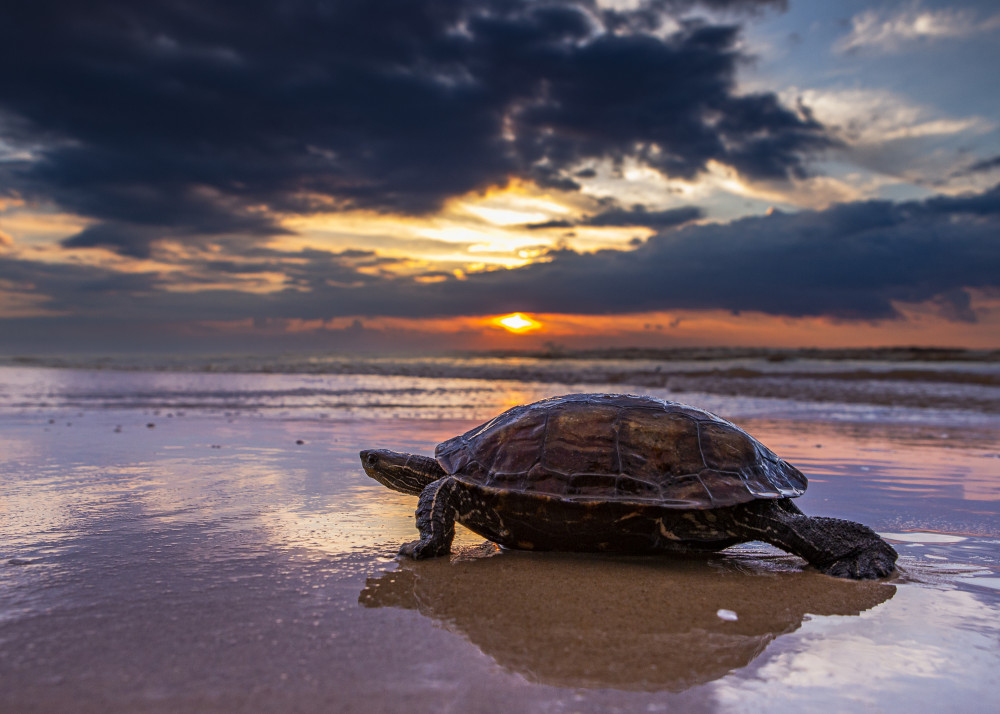 Walking on the beach von Oren Yacov