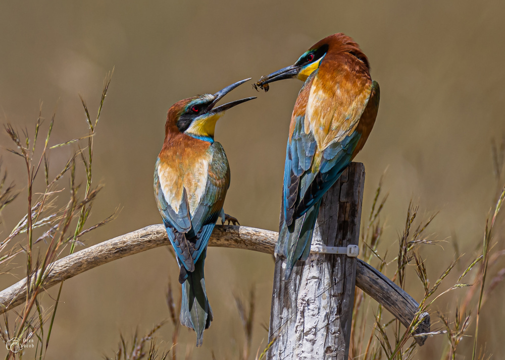 Breakfast for two von Oren Yacov