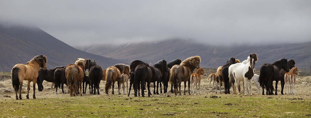 Big Family von Þorsteinn H. Ingibergsson