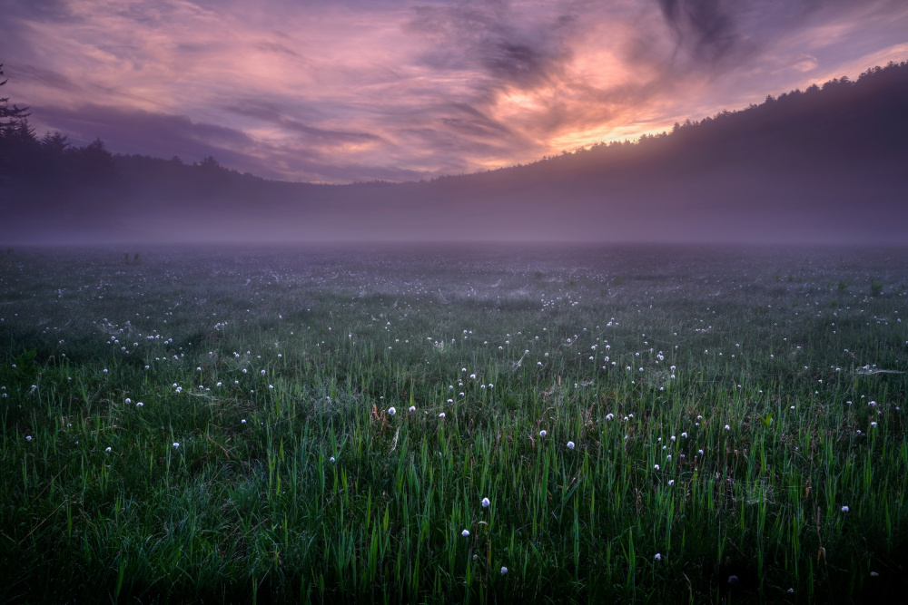 a dream on a foggy morning von Osamu Hayashi