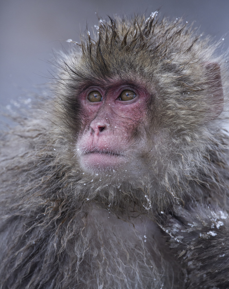 Handsome Snow Monkey von Ozan AKTAS