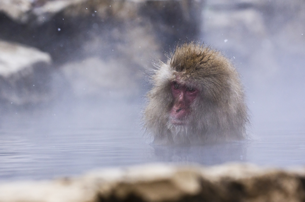 In The Mist von Ozan AKTAS