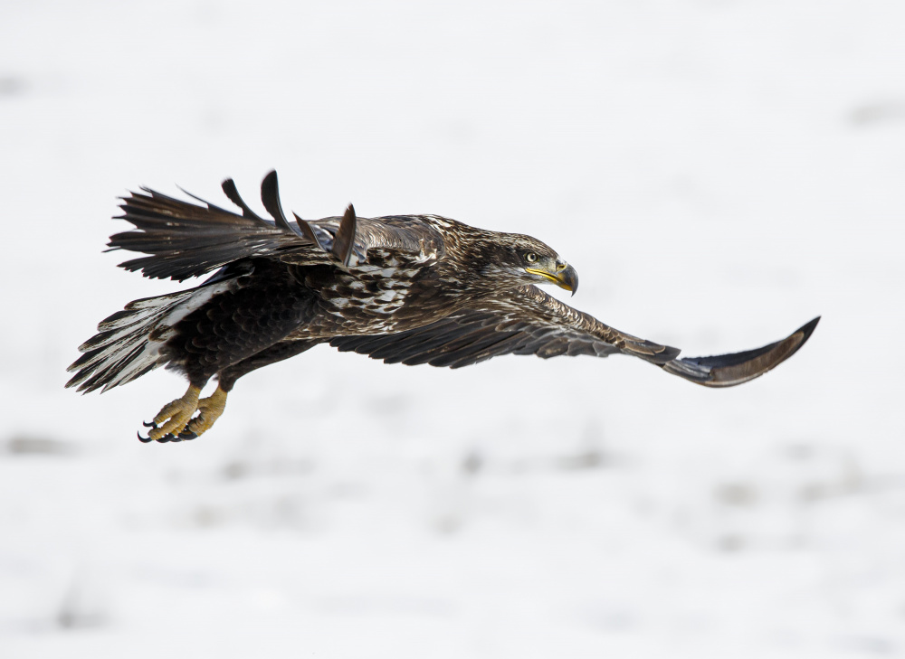 Young Predator von Ozan AKTAS