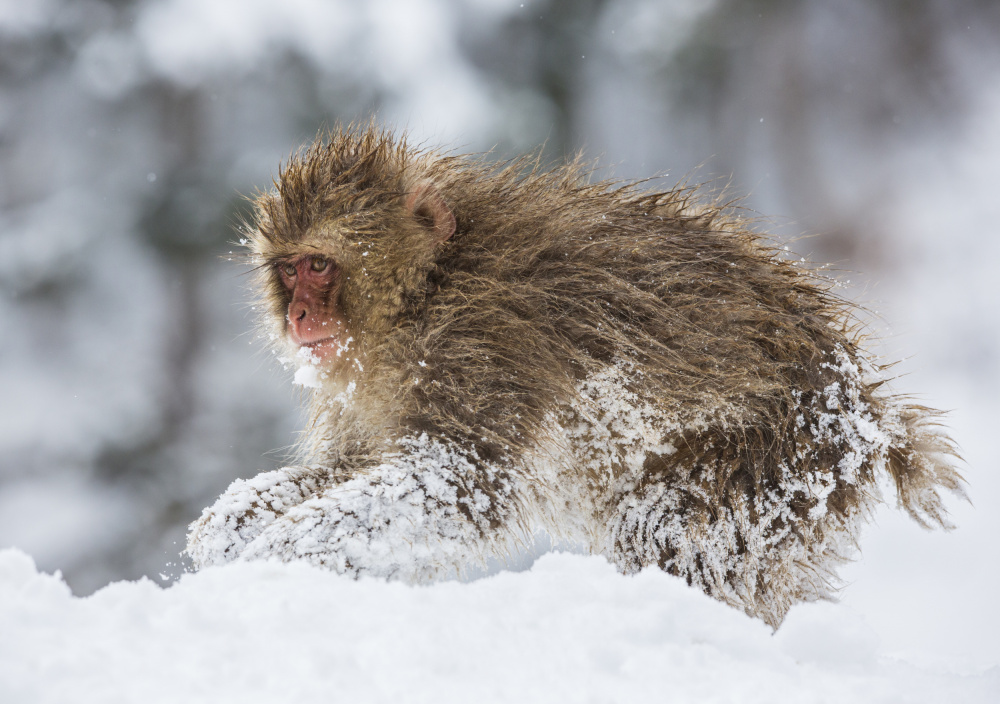 Wild and Free von Ozan AKTAS